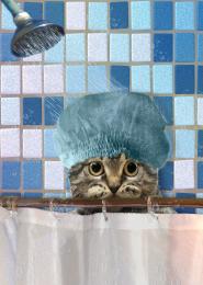 cat takes a shower